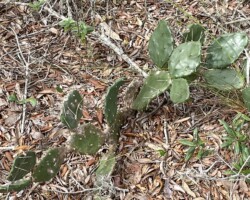 Prickly Pear Cactus
(Opuntia engelmanniii)