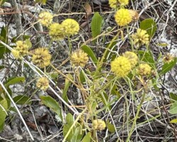 Coastal Plain Honeycombhead
(Balduina angustifolia)