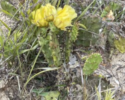 Prickly Pear Cactus In Bloom